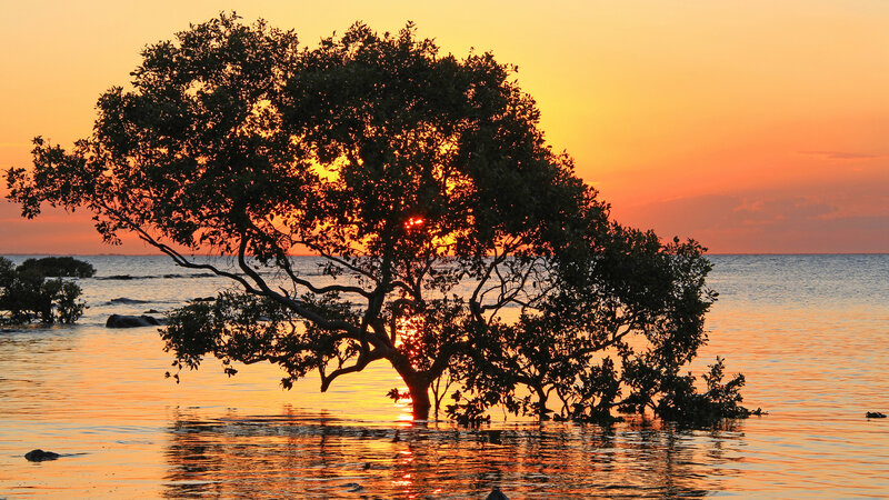 Mangrove Tree in Water
