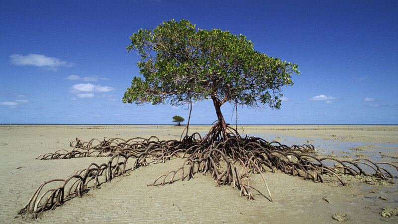Mangrove Tree on Mudflat — Blue