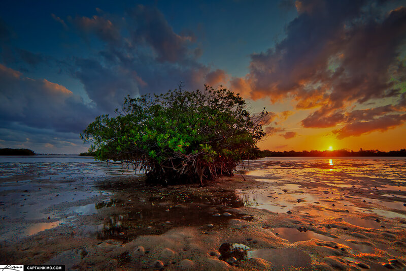 Mangrove Tree on Mudflat