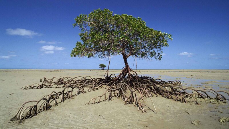 Mangrove tree on tidal flats