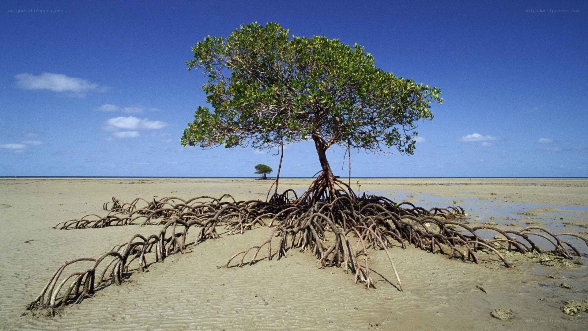 Mangrove tree on tidal flats
