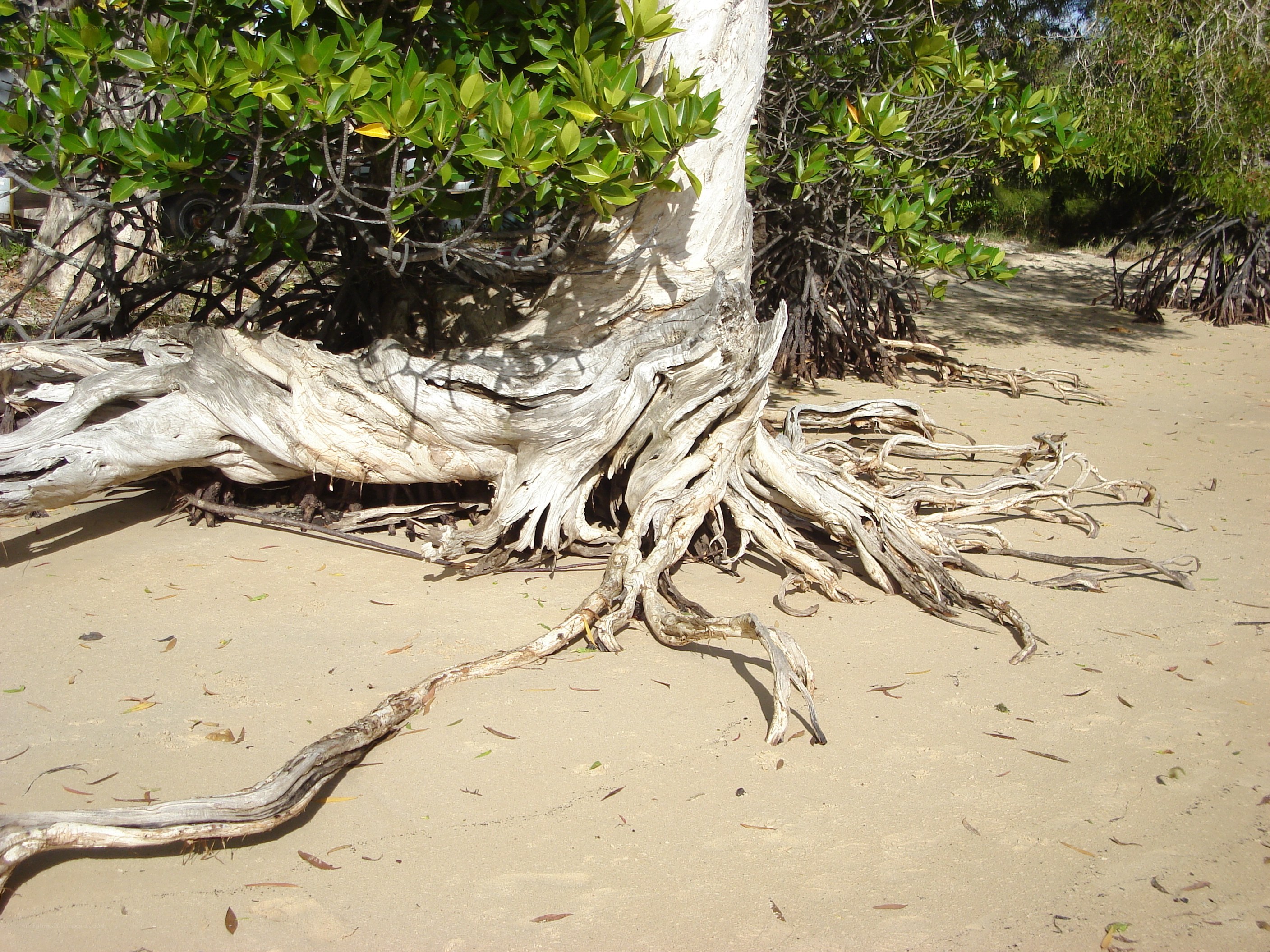 Mangrove tree roots on sand