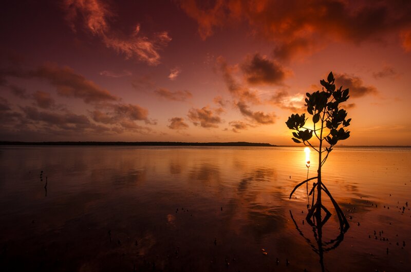Mangrove Tree Silhouette