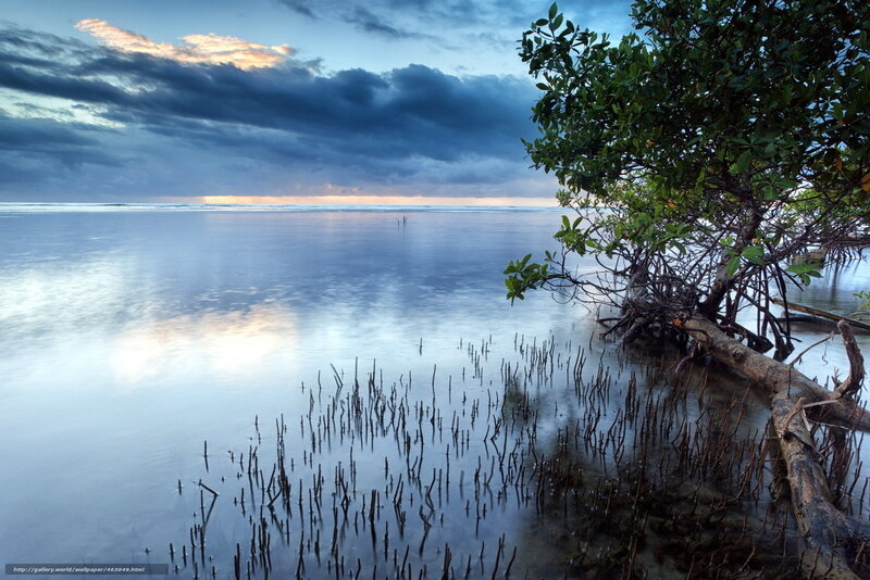 Mangrove Trees at Coast — Blue