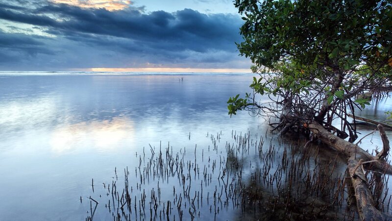 Mangrove Trees at Coast