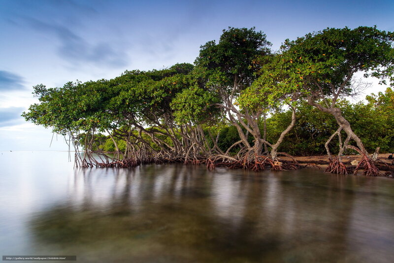 Mangrove Trees at Shore