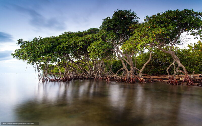 Mangrove Trees at Shoreline