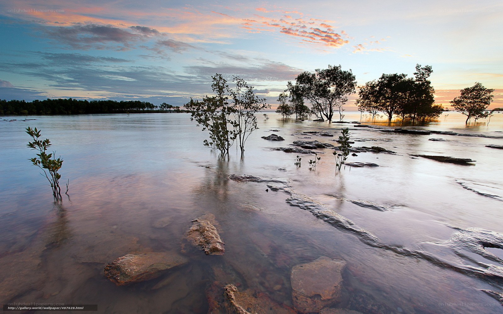 Mangrove trees at sunset