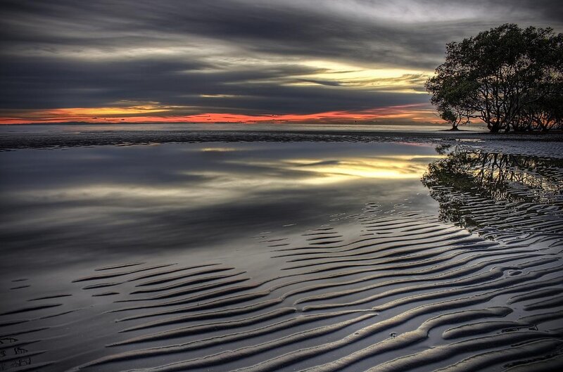 Mangrove Trees at Sunset — Gray