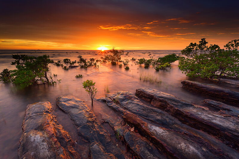 Mangrove Trees at Sunset — Orange, Serene, Photograph, Rocks
