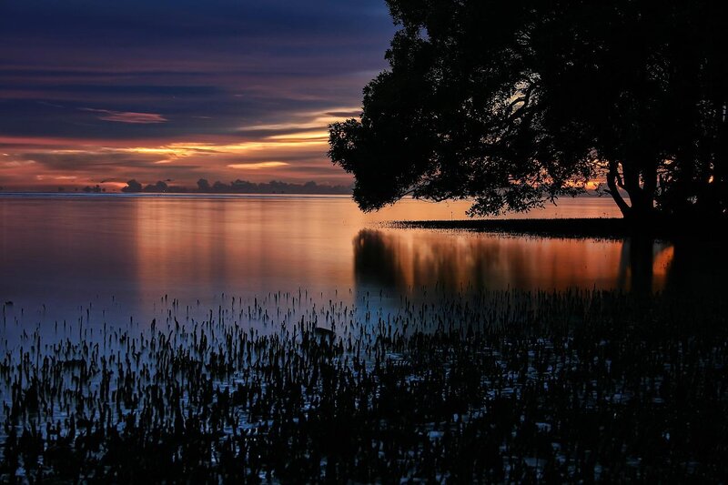 Mangrove Trees at Sunset — Orange, Serene, Photograph