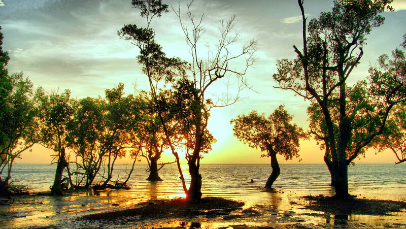 Mangrove Trees at Sunset — Yellow