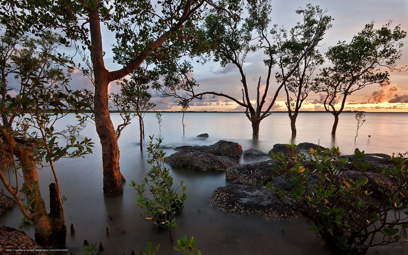 Mangrove trees at sunset