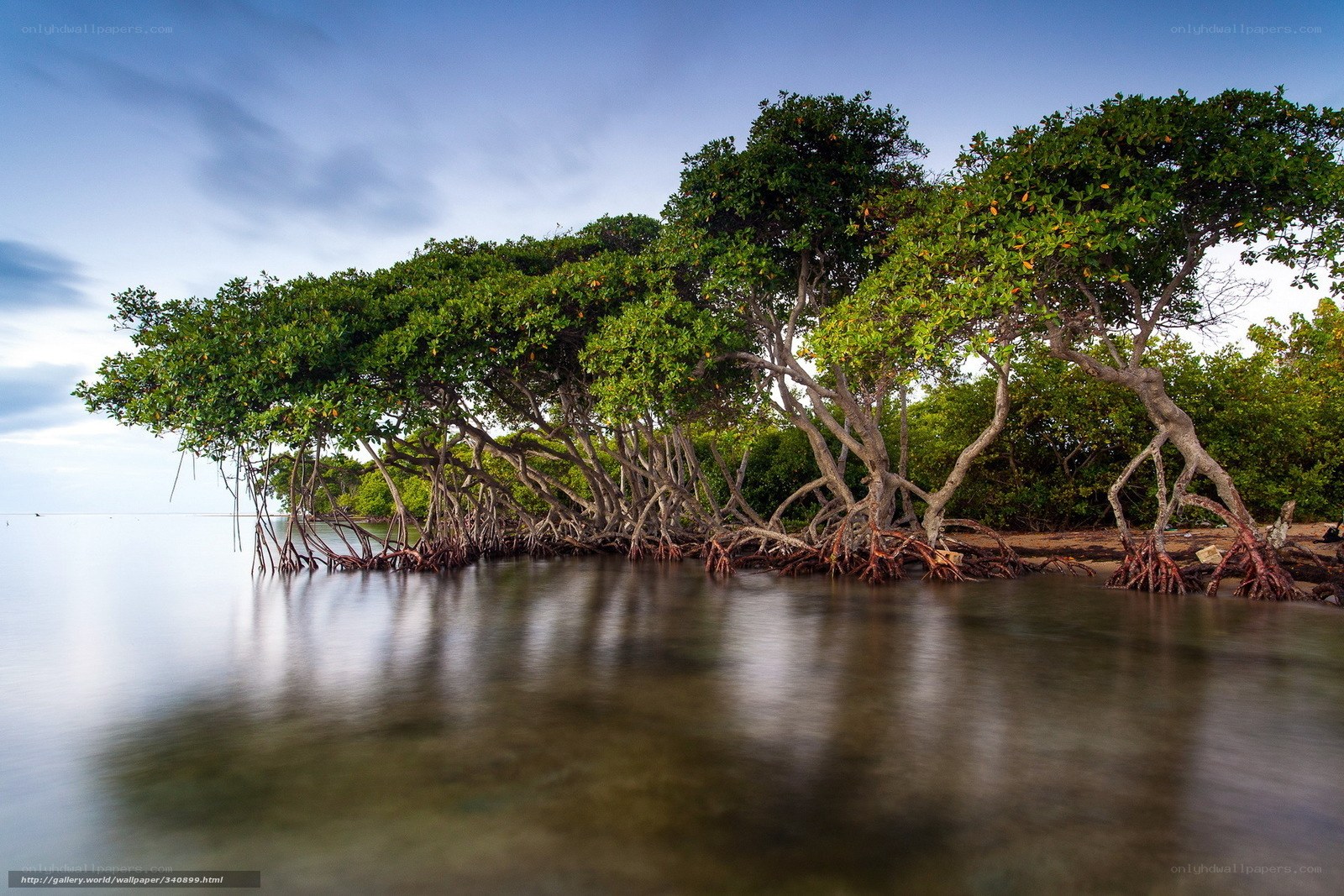 Mangrove trees at the water's edge