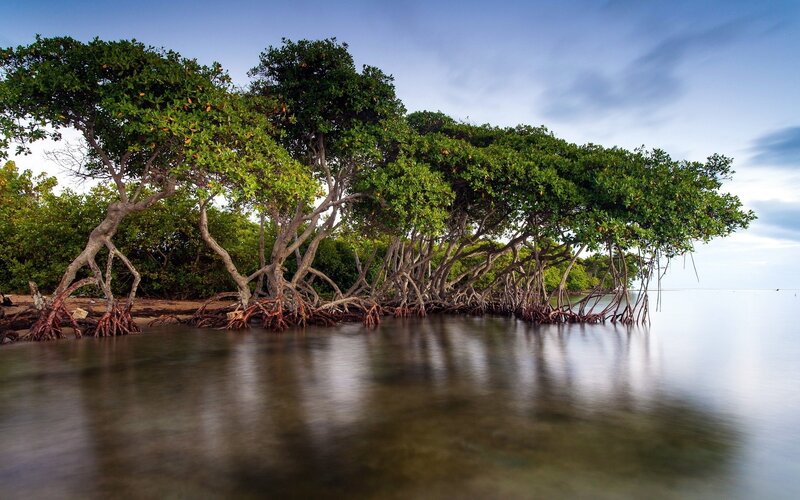 Mangrove trees at the water's edge
