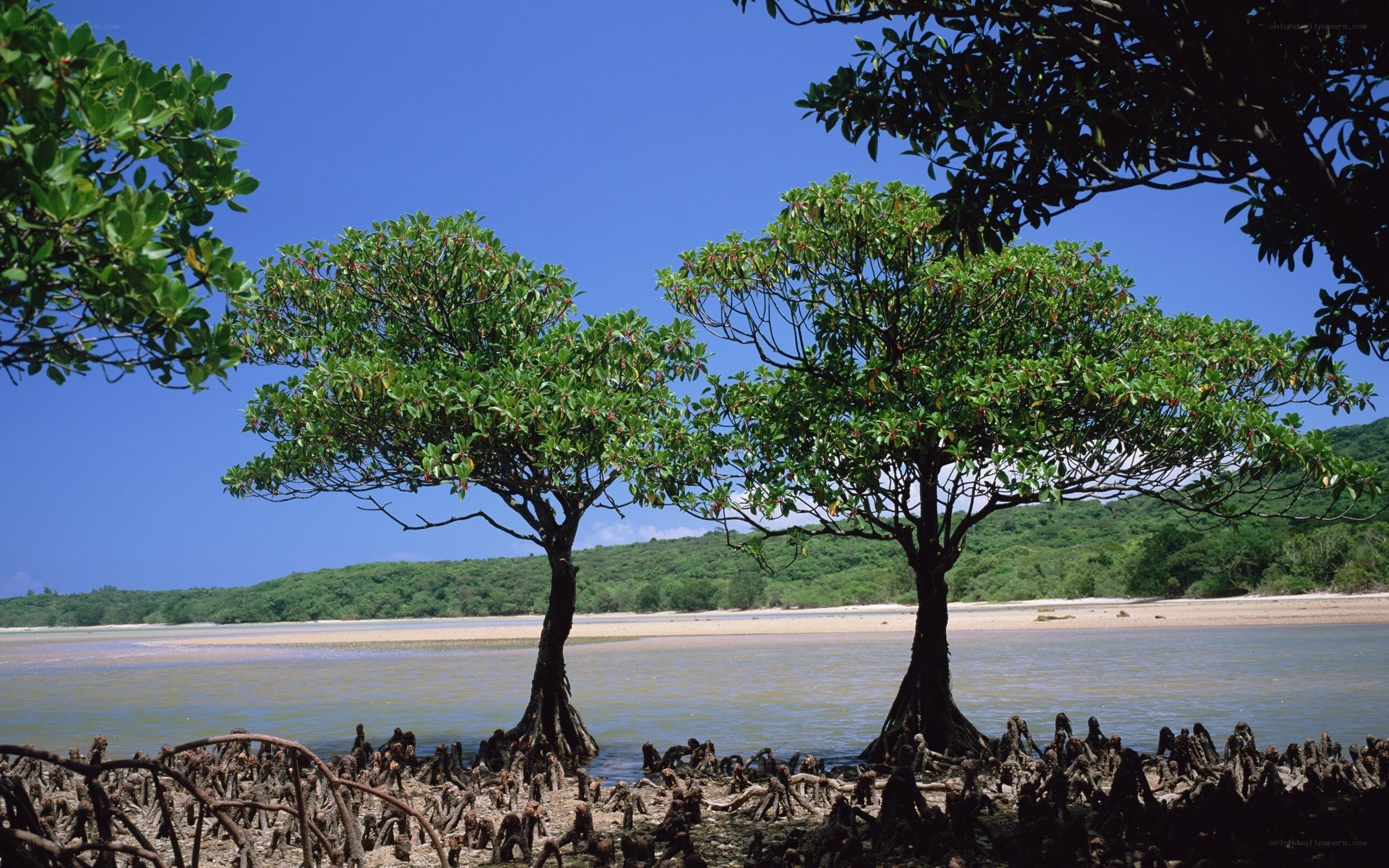 Mangrove trees by the shore