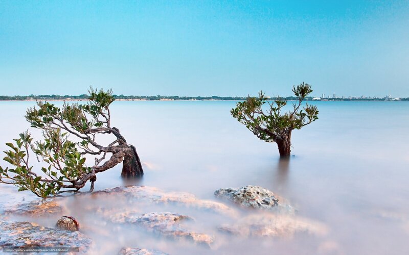 Mangrove trees in calm water