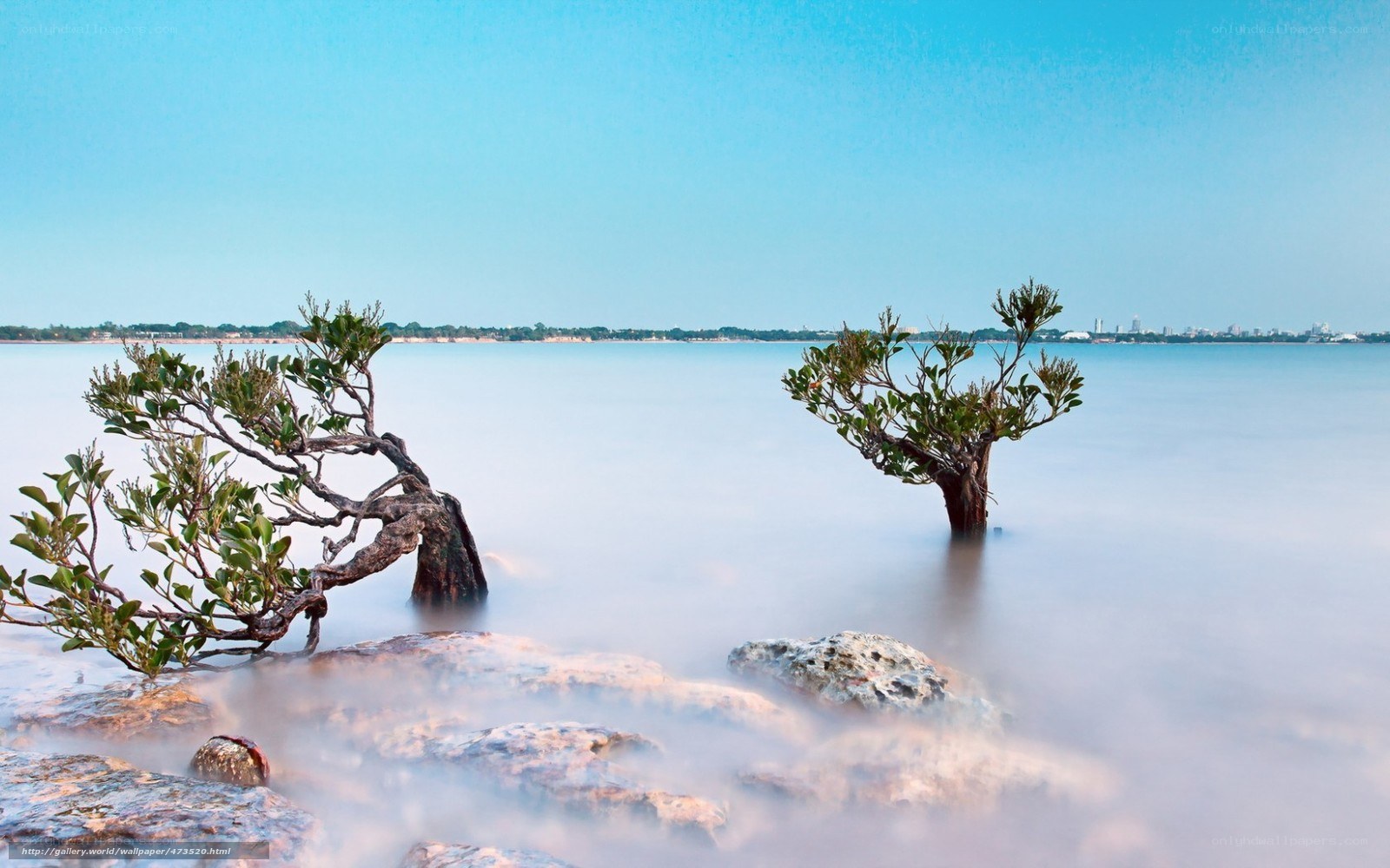 Mangrove trees in calm water