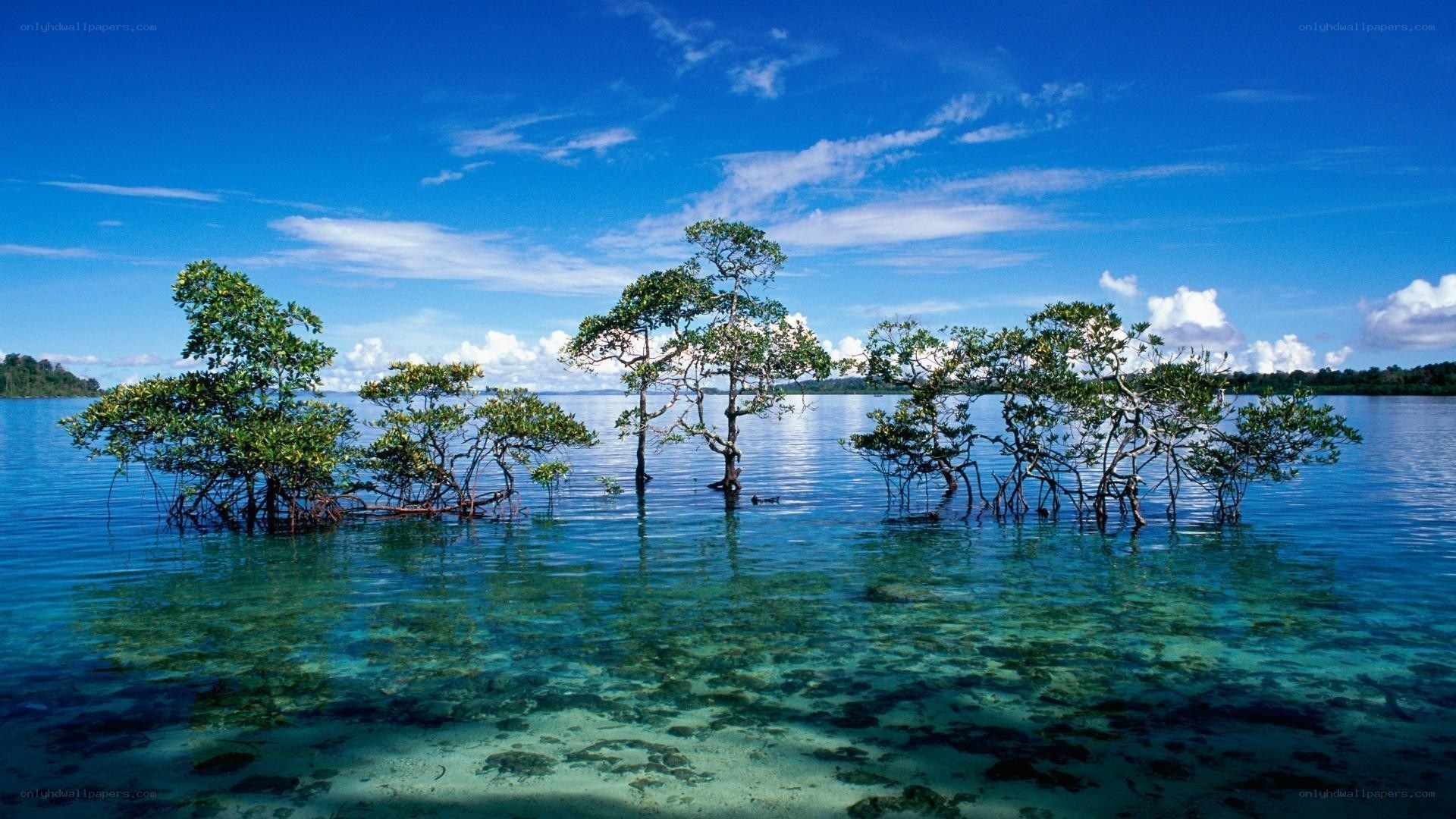 mangrove trees in clear water