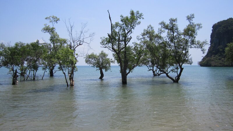 mangrove trees in shallow water
