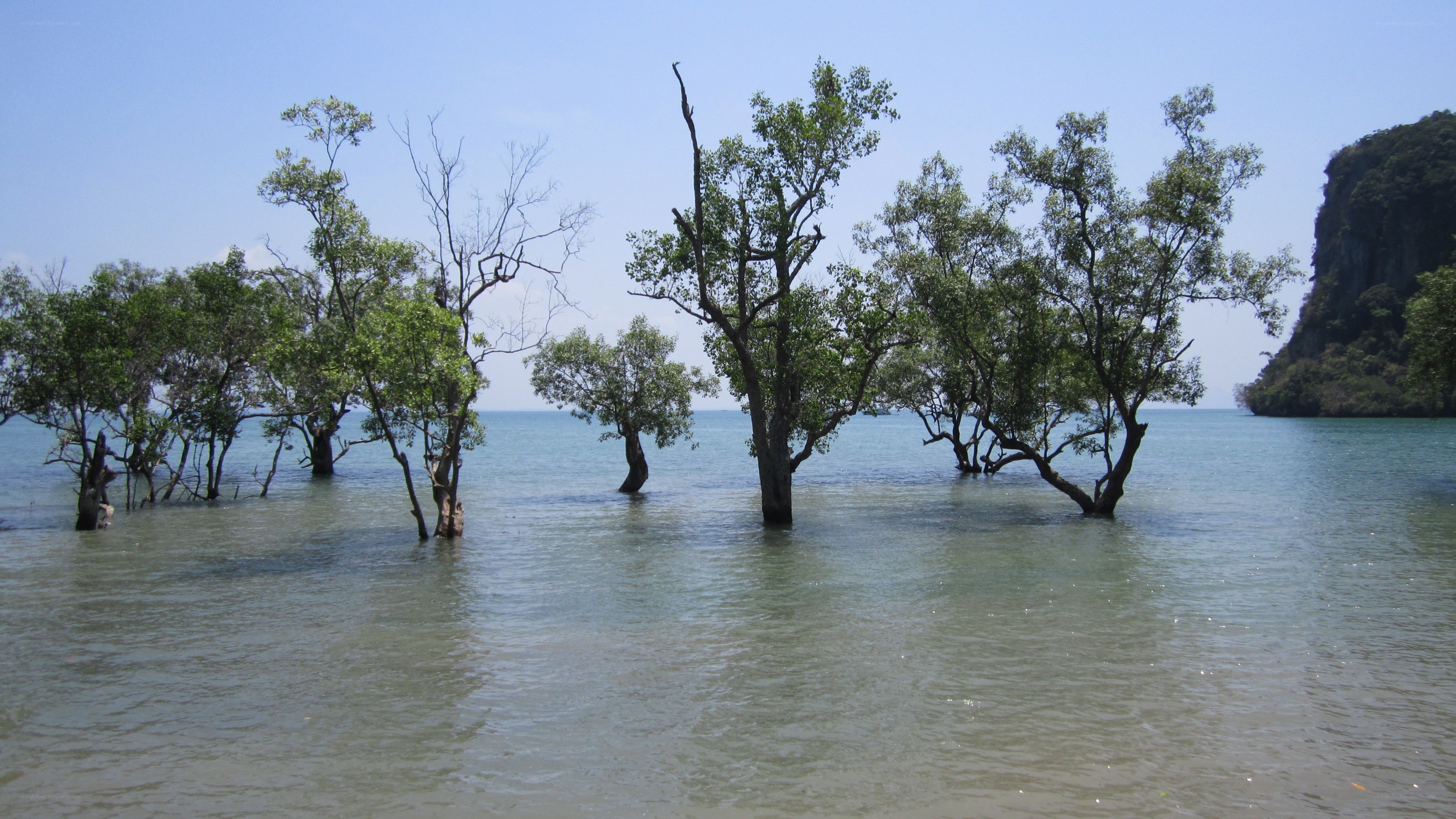 mangrove trees in shallow water