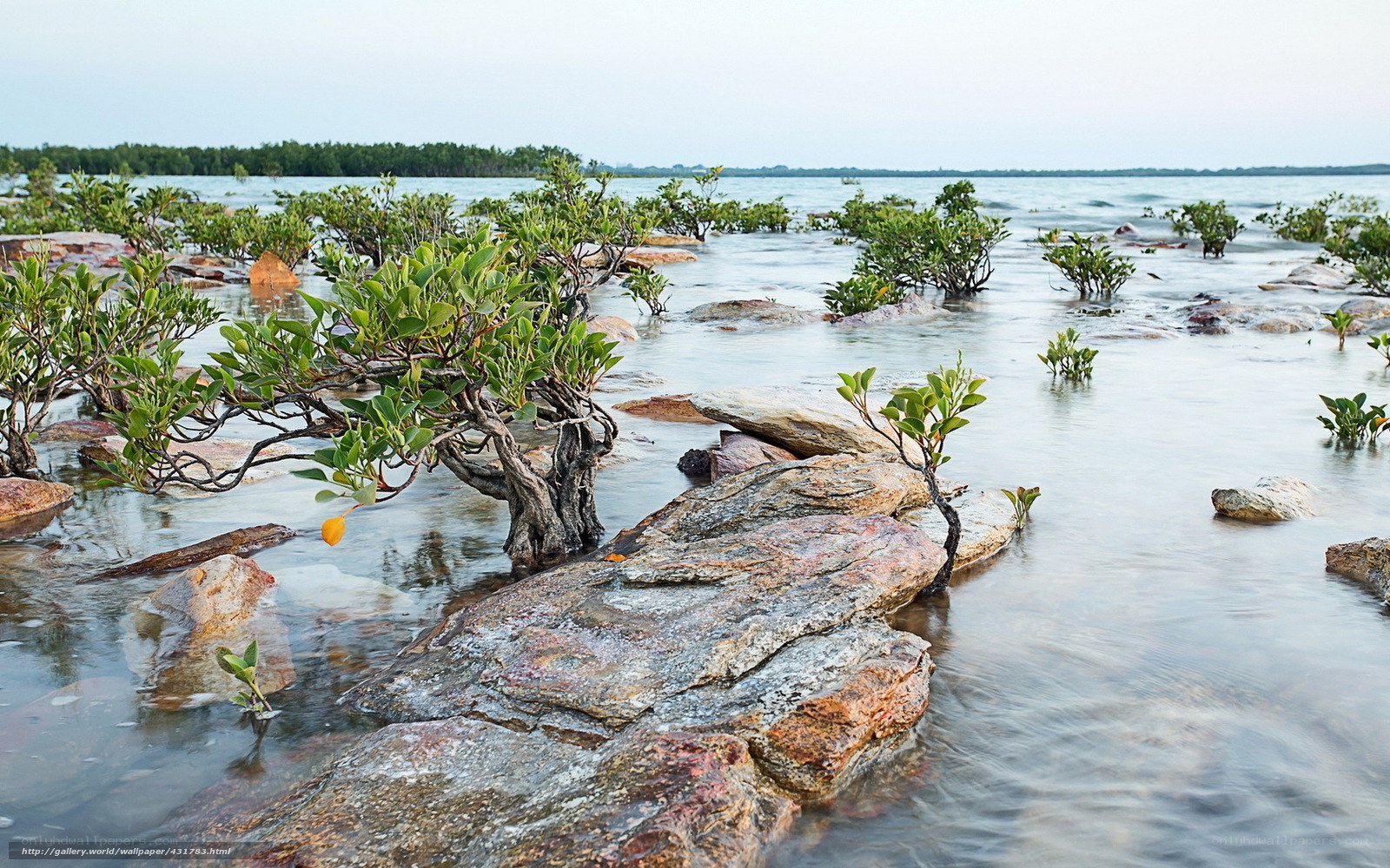 Mangrove trees in shallow water