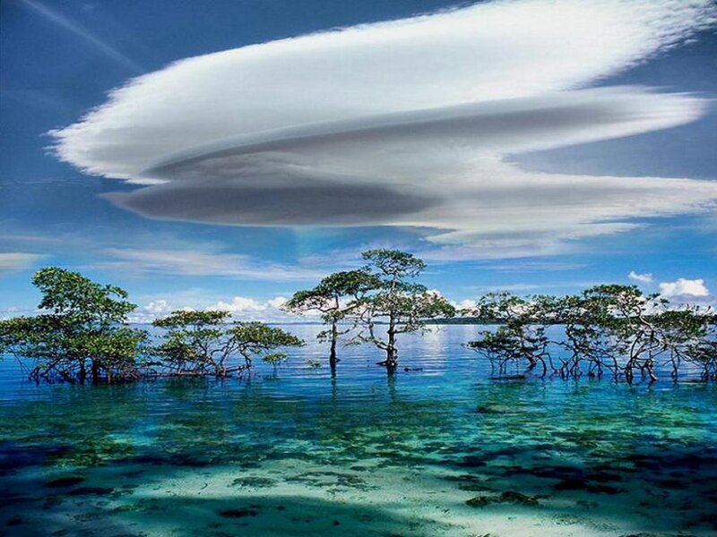 Mangrove Trees in Water — Blue, Serene, Afternoon, Photograph, Clouds