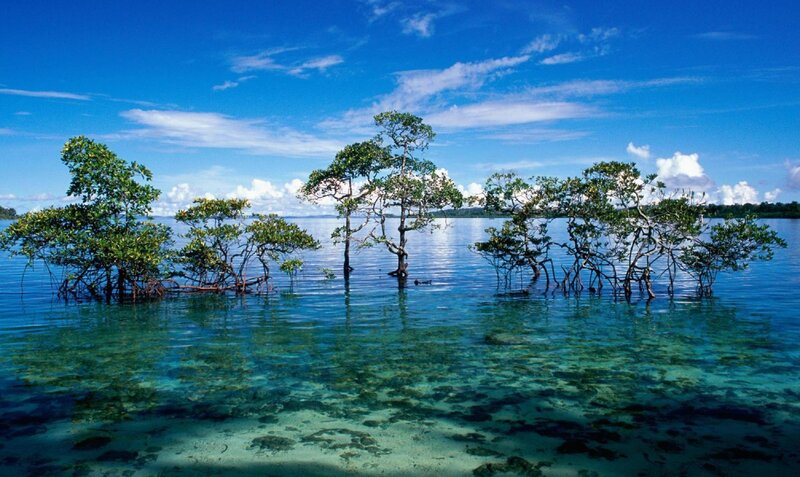 Mangrove Trees in Water — Blue, Serene, Afternoon, Photograph, Sky, Clouds