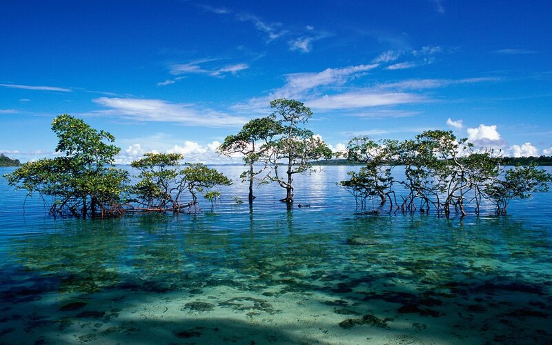 Mangrove Trees in Water — Blue, Serene, Afternoon, Photograph, Sky