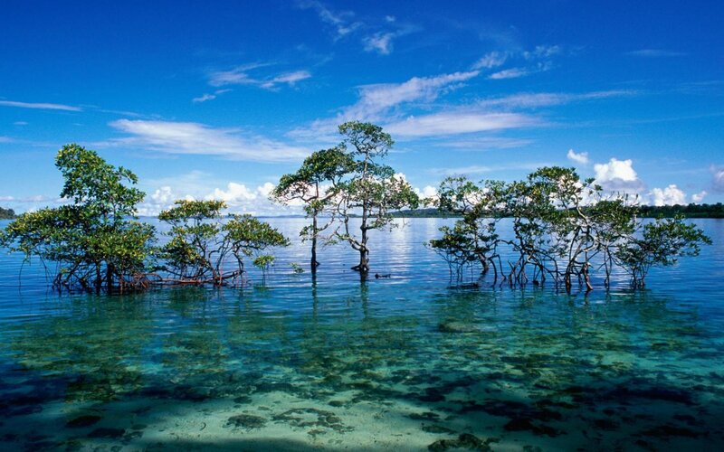 Mangrove Trees in Water — Blue, Serene, Afternoon, Photograph