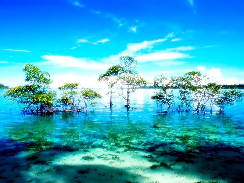 Mangrove Trees in Water — Blue, Serene, Afternoon