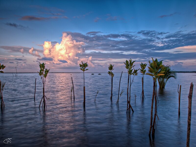 Mangrove Trees in Water — Blue, Serene, Sunset