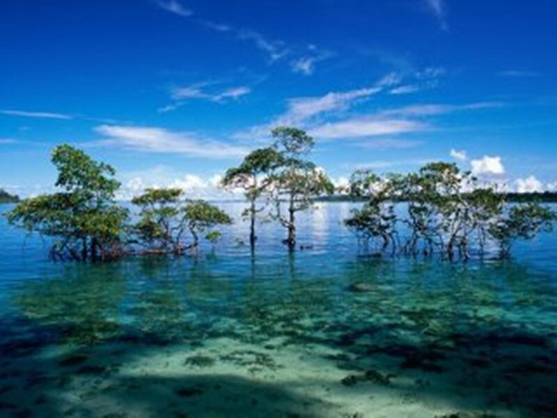 Mangrove Trees in Water — Blue, Serene