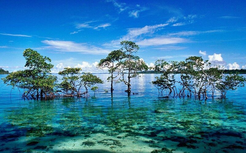Mangrove Trees in Water — Blue
