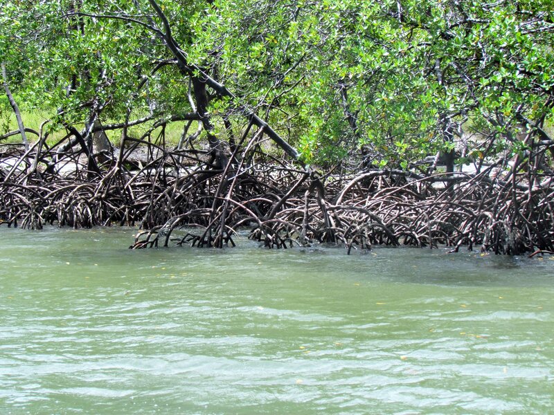 Mangrove Trees in Water — Green, Natural