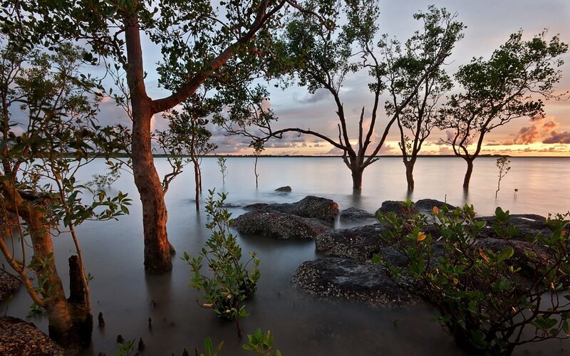 Mangrove Trees in Water — Green, Serene, Sunset, Photograph, Rocks, Sky