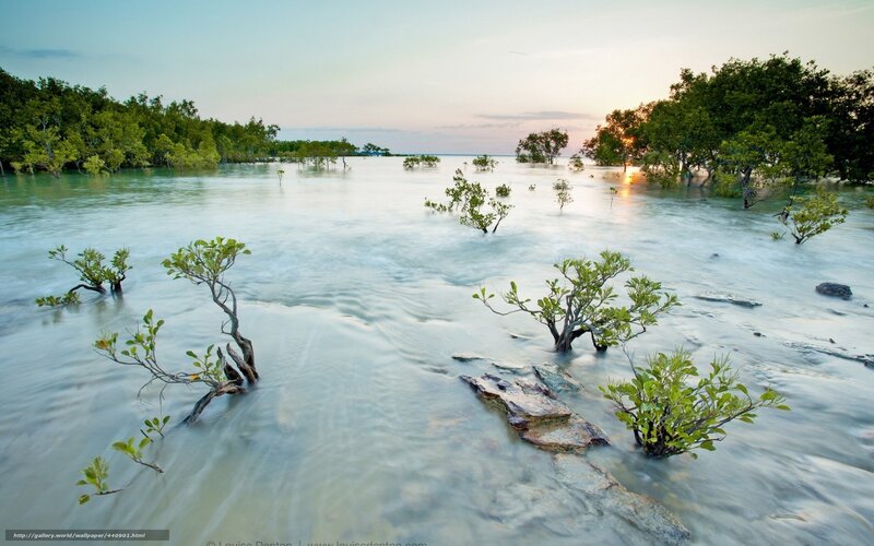 Mangrove Trees in Water — Green, Serene, Sunset, Photograph