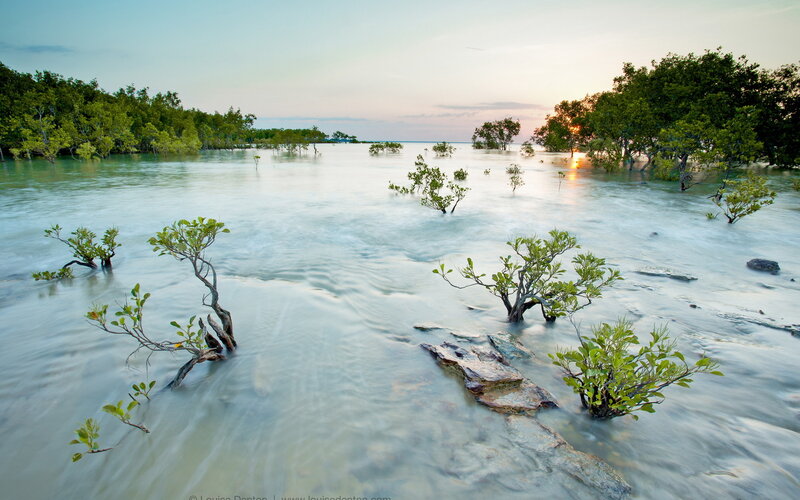 Mangrove Trees in Water — Green, Serene, Sunset