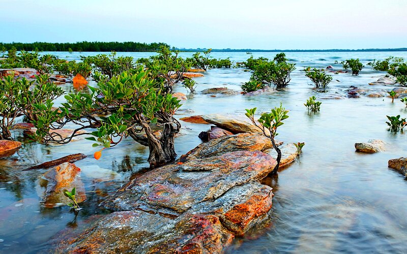 Mangrove Trees in Water — Green, Serene