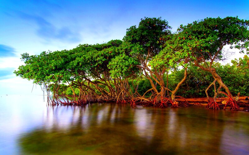 Mangrove Trees in Water — Green