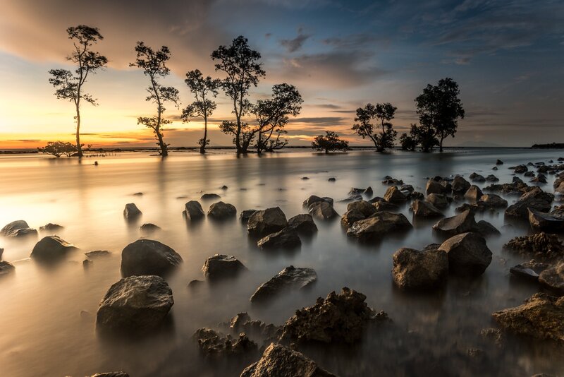 Mangrove Trees in Water — Orange, Serene