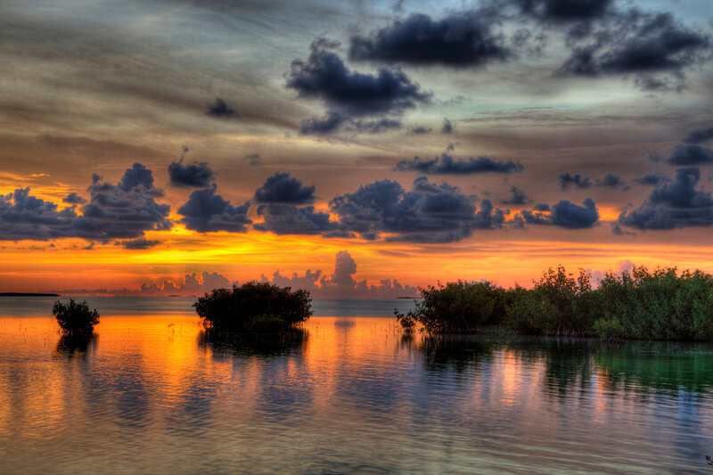 Mangrove Trees in Water — Orange
