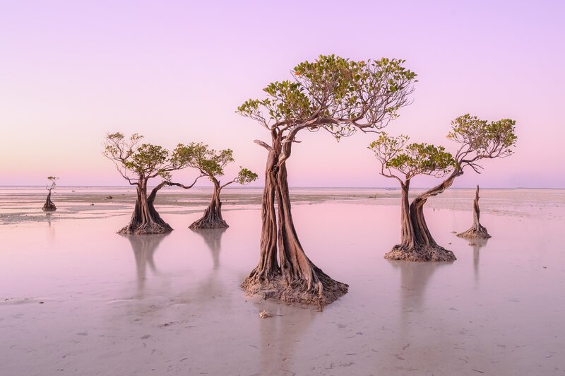 Mangrove Trees in Water — Pink, Serene, Sunset
