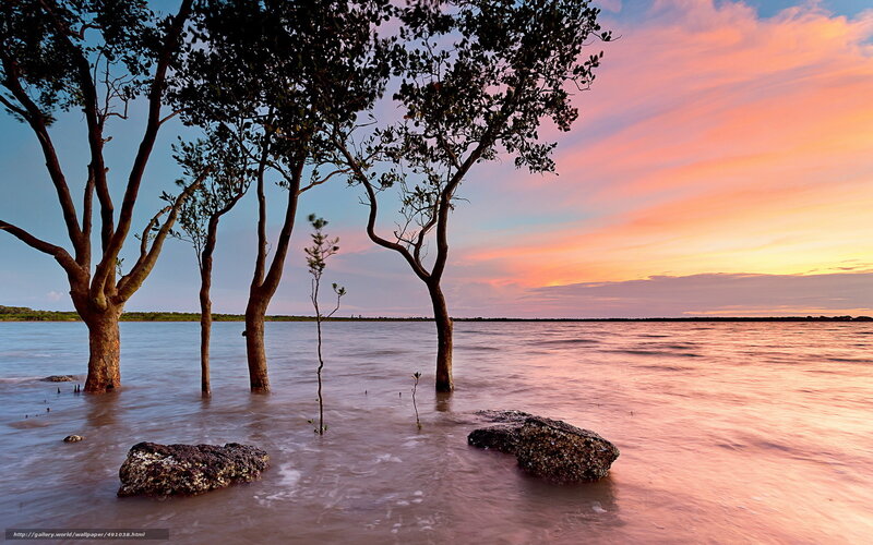 Mangrove Trees in Water — Pink, Serene