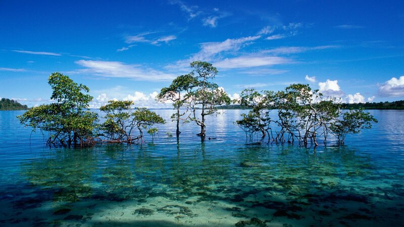 Mangrove Trees in Water