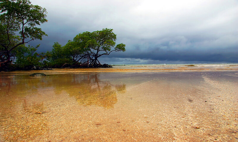 Mangrove trees on a stormy beach