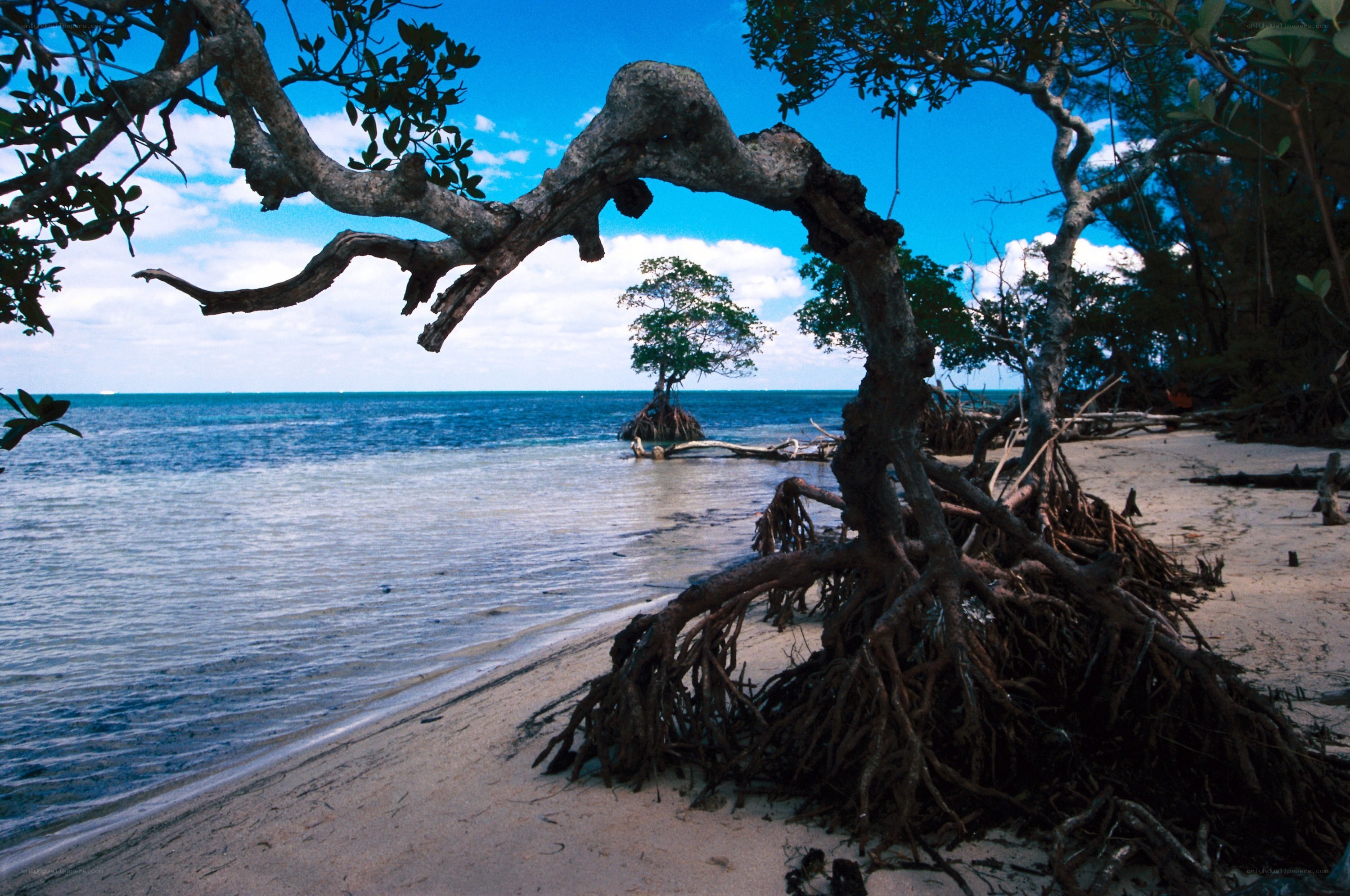 Mangrove trees on a tropical beach