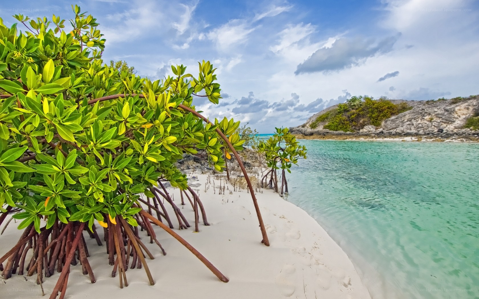 Mangrove trees on a tropical beach