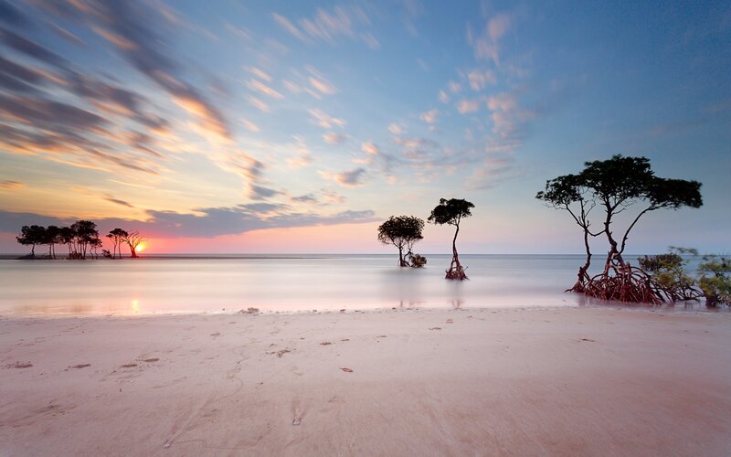 Mangrove Trees on Beach — Blue