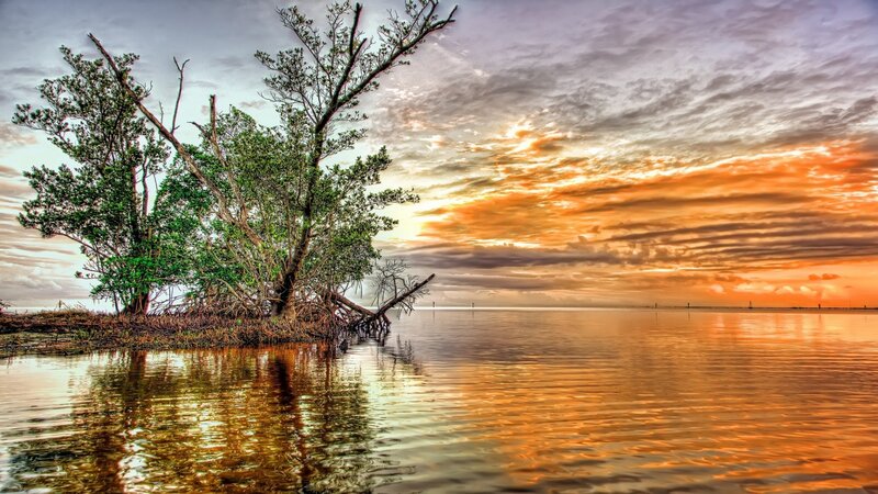 Mangrove Trees on Island — Orange